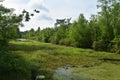 A Beautiful Day on the Louisiana Bayou Thick with Foliage