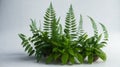 Lush plant stood vibrantly against the pure white background, its verdant leaves. Royalty Free Stock Photo