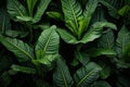 Lush Plantain leaves. Generate Ai