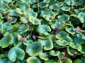 Lush pond with dense lily pads and lotus plants, showcasing a variety of green leaves and dried seed pods, creating a vibrant