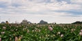 Lush potato fields in full bloom under the serene sky in Ste-Flavie, Quebec.