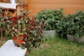 Lush potted plant on white table outdoors.