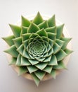 Lush Potted Succulent - Add a Touch of Beauty to Your Home!