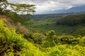 Lush pristine tropical forest