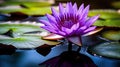 lush purple lotus flower