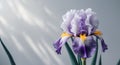 Lush purple and white iris flower in bloom Royalty Free Stock Photo