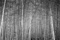 Lush and quiet China or Japan bamboo forest. Oriental Zen forest black and white image
