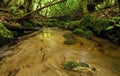Lush Rain Forest Stream Royalty Free Stock Photo