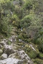 Lush rain forest vegetation on little creek at Bark bay estuary, near Kaiteriteri, Abel Tasman park,  New Zealand Royalty Free Stock Photo