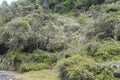 Lush rain forest vegetation on slope at Waimangu valley park, Rotorua, New Zealand Royalty Free Stock Photo