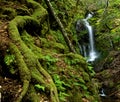 Lush Rain Forest Waterfall Royalty Free Stock Photo