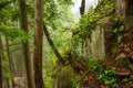 Lush Rainforest in British Columbia