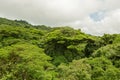 Lush rainforest canopy Monteverde Costa Rica