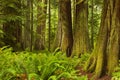 Lush rainforest in Cathedral Grove in Canada
