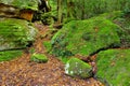 Lush Rainforest Path Royalty Free Stock Photo