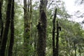 Lush Rainforest in Tasmania Australia