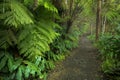 Lush rainforest in Volcanoes National Park Big Island Hawaii, USA Royalty Free Stock Photo