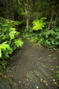 Lush rainforest in Volcanoes National Park Big Island Hawaii, USA Royalty Free Stock Photo