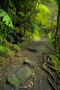 Lush rainforest in Volcanoes National Park Big Island Hawaii, USA Royalty Free Stock Photo