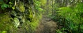 Lush rainforest in Volcanoes National Park Big Island Hawaii, USA Royalty Free Stock Photo