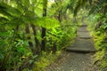 Lush rainforest in Volcanoes National Park Big Island Hawaii, USA Royalty Free Stock Photo