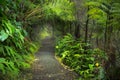 Lush rainforest in Volcanoes NP Big Island Hawaii, USA Royalty Free Stock Photo