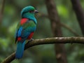 Beautiful bird in nature tropic habitat. Resplendent Quetzal, Pharomachrus mocinno, Savegre in Costa Rica