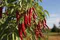Lush and red chili pepper harvest thriving on a modern and technologically advanced plantation