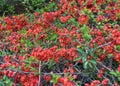 Lush Red flowers of Cydonia or Chaenomeles Japonica or Superba