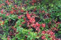 Lush Red flowers of Cydonia or Chaenomeles Japonica or Superba