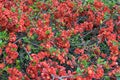 Lush Red flowers of Cydonia or Chaenomeles Japonica or Superba