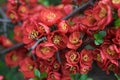 Lush Red flowers of Cydonia or Chaenomeles Japonica or Superba