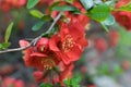 Lush Red flowers of Cydonia or Chaenomeles Japonica or Superba