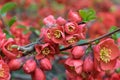 Lush Red flowers of Cydonia or Chaenomeles Japonica or Superba