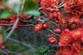 Lush Red flowers of Cydonia or Chaenomeles Japonica or Superba