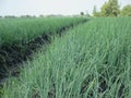 lush red onions, enough nutrients and water