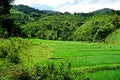 Lush Rice paddy in Luang Namtha province, northern Laos Royalty Free Stock Photo