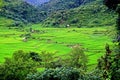 Lush Rice paddy in Luang Namtha province, northern Laos