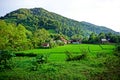 Lush Rice paddy in Luang Namtha province, northern Laos Royalty Free Stock Photo