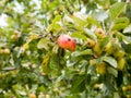 Lush and ripe fully grown red crab apples on a tree Royalty Free Stock Photo