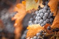 Lush, Ripe Wine Grapes with Mist Drops on the Vine Royalty Free Stock Photo