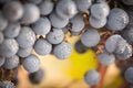 Lush, Ripe Wine Grapes with Mist Drops on the Vine