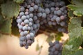 Lush, Ripe Wine Grapes on the Vine Royalty Free Stock Photo