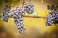 Lush, Ripe Wine Grapes on the Vine Royalty Free Stock Photo