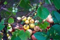 Lush, Ripe Wine Grapes on the Vine Ready for Harvest. Royalty Free Stock Photo