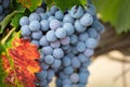 Lush, Ripe Wine Grapes on the Vine Ready for Harvest Royalty Free Stock Photo