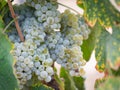 Lush, Ripe Wine Grapes on the Vine Ready for Harvest Royalty Free Stock Photo