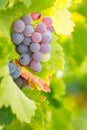 Lush, Ripe Wine Grapes on the Vine Ready to Harvest Royalty Free Stock Photo