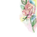 Lush rose on a blurred watercolor background. Watercolor composition for beautiful design invitations, cards, posters, with place
