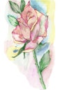 Lush rose on a blurred watercolor background. Watercolor composition for beautiful design invitations, cards, posters, with place